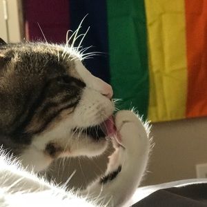 Meet your Posher, Missy